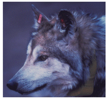 Gray wolf with tracking collar. 