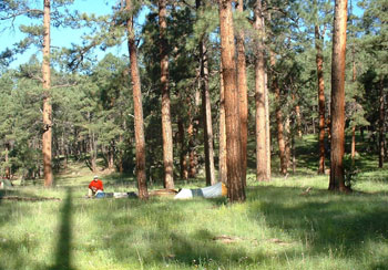Guy at forested campsite photo