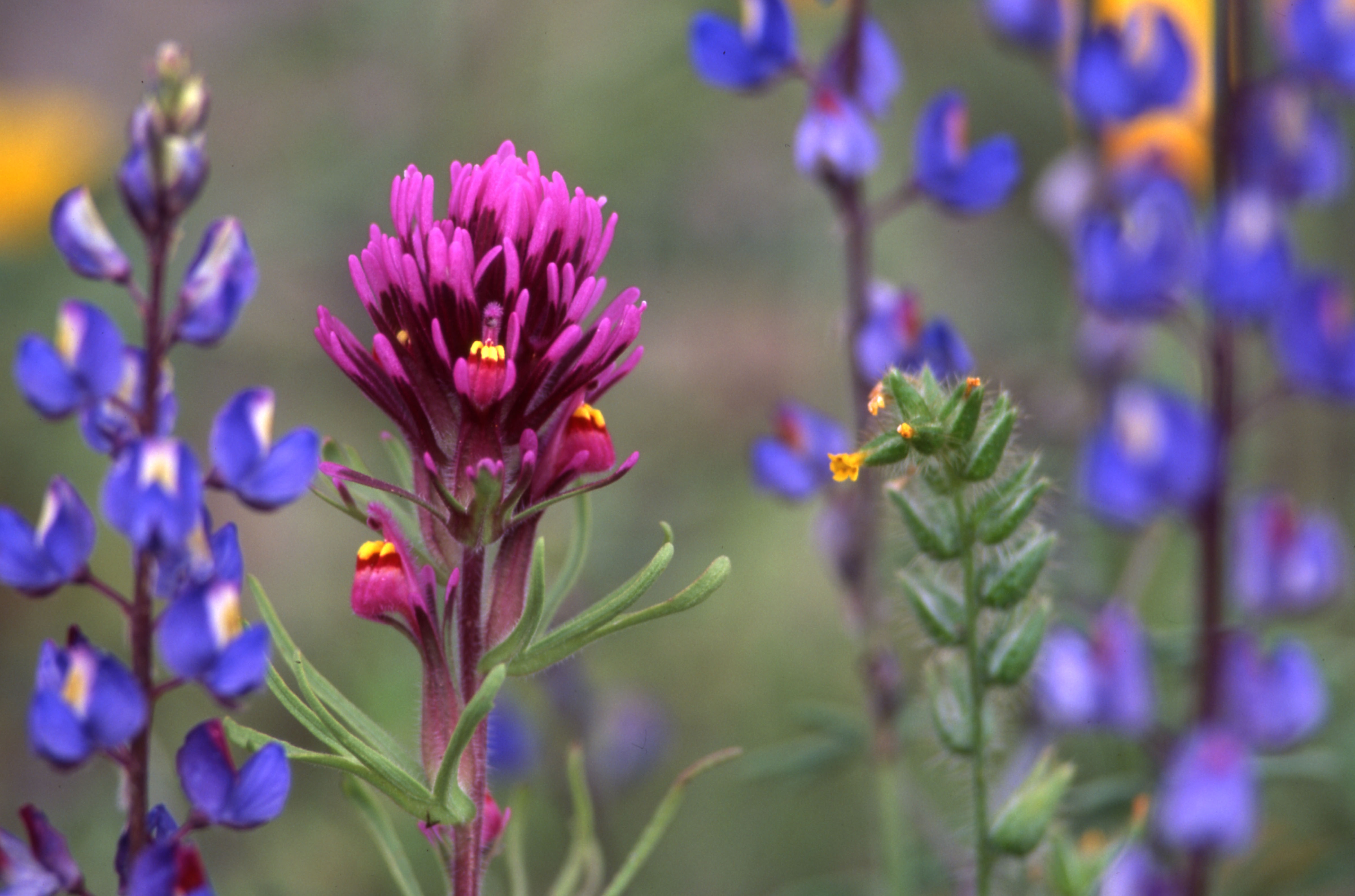 Lupine and owl clover. Photo by Mark Miller.
