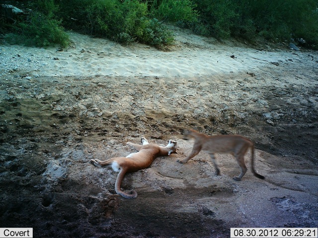 Mountain lions at play in the proposed Harquahala Mountains NCA. Courtesy Mike Quigley/TWS
