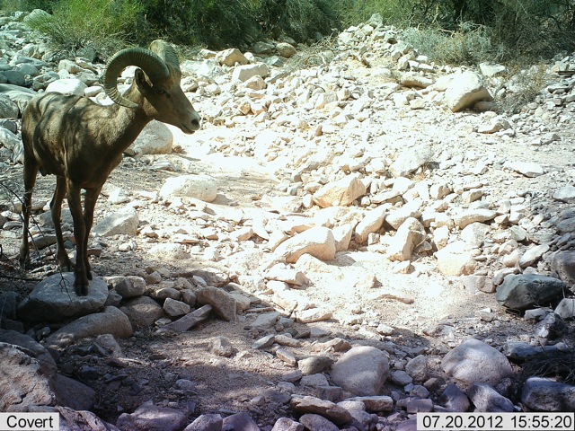 A remote-trigger camera captured this desert bighorn sheep in the Belmont Mountains proposed wilderness. Courtesy Mike Quigley/TWS