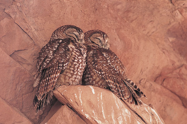 Mexican spotted owls. Photo by Steve Howe. 